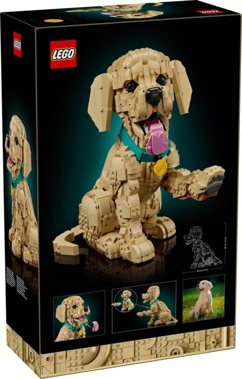 LEGO 11384 Icons - Szczeniak golden retriever
