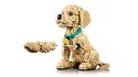 LEGO 11384 Icons - Szczeniak golden retriever